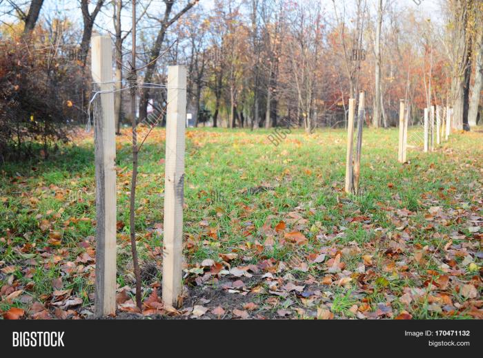 Trees you can plant in fall