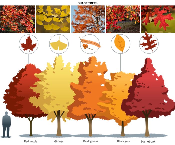 What trees to plant in fall