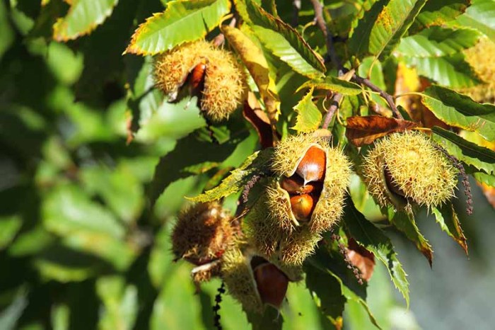 Where to plant chestnut trees