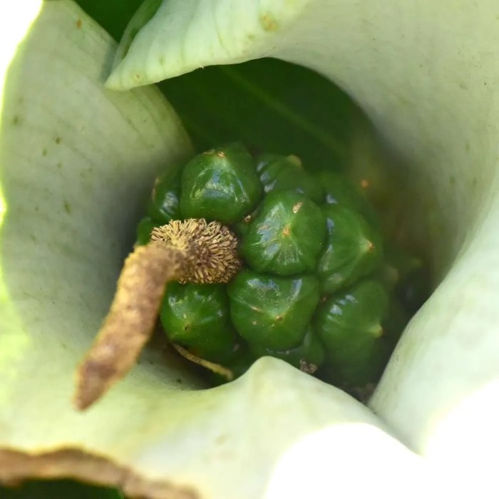 Calla lily plant seeds