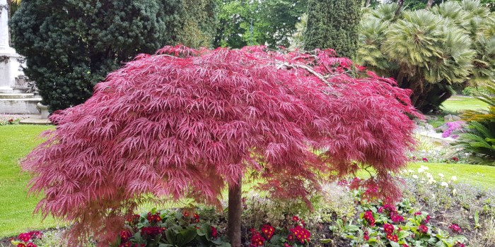 Maple japanese tree growing orange autumn care tips vibrant