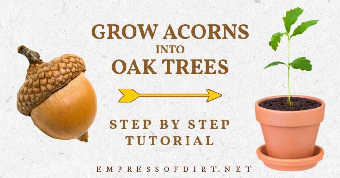 How to plant an acorn tree