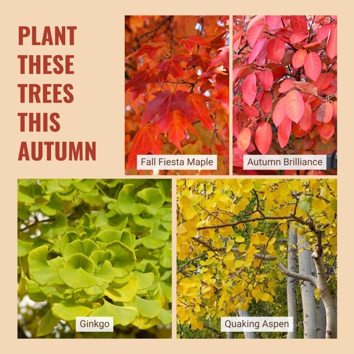 Fall maple sugar trees colorful most orange color foliage leaves big brilliant aurora perry getty scott dg4 saccharum acer classic