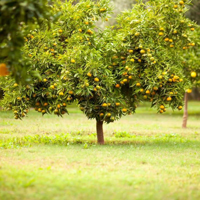 When to plant fruit trees in georgia