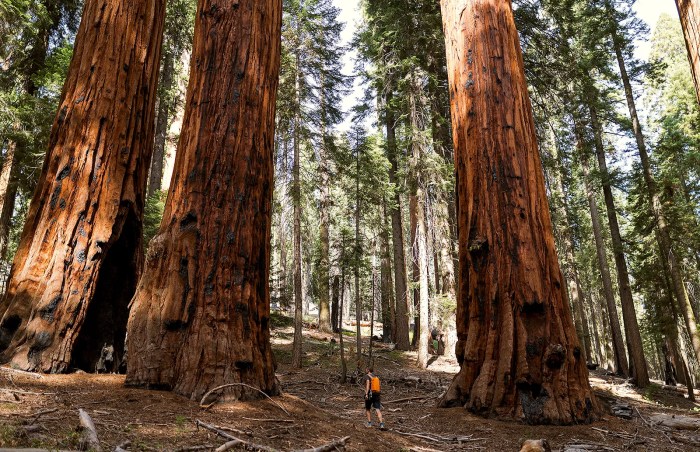 How to plant a sequoia tree