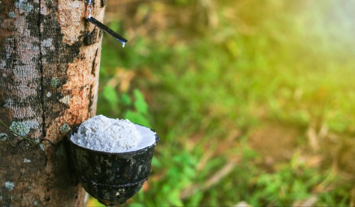 Hevea brasiliensis rubber tree trees bacheca scegli una