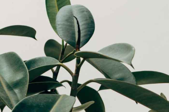 How to care for rubber tree plant