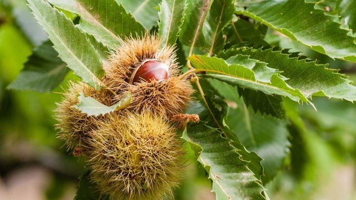 Where to plant chestnut trees