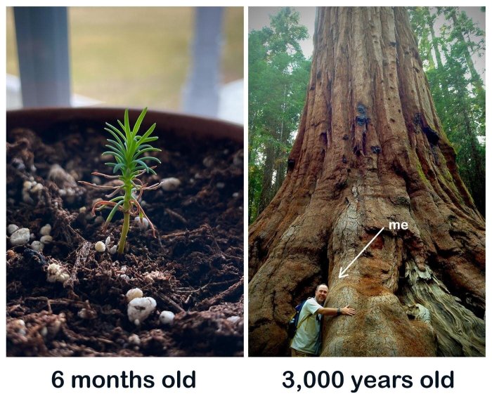 How to plant a sequoia tree