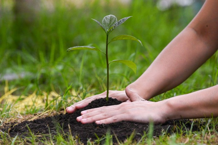 Plant a tree near me