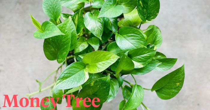 Money tree plant cost