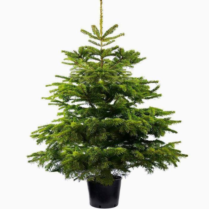 Potted fir nordmann nordman xmas wellpark