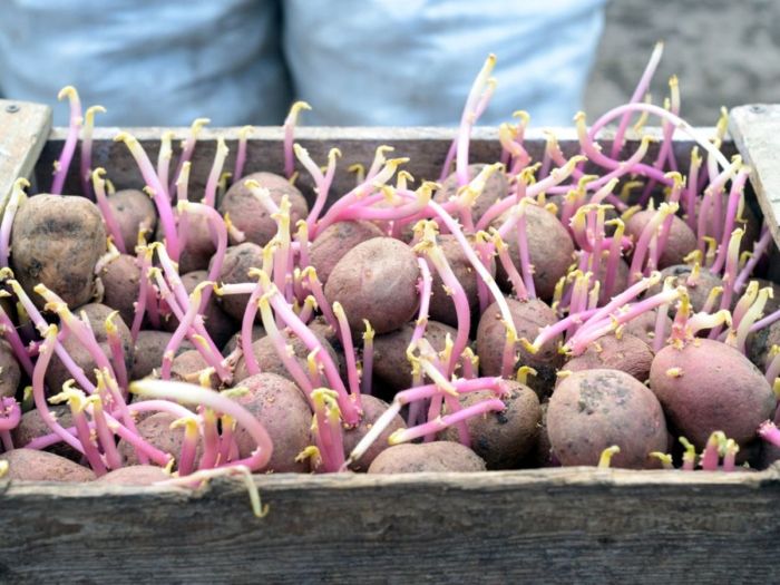 How to plant seed potatoes