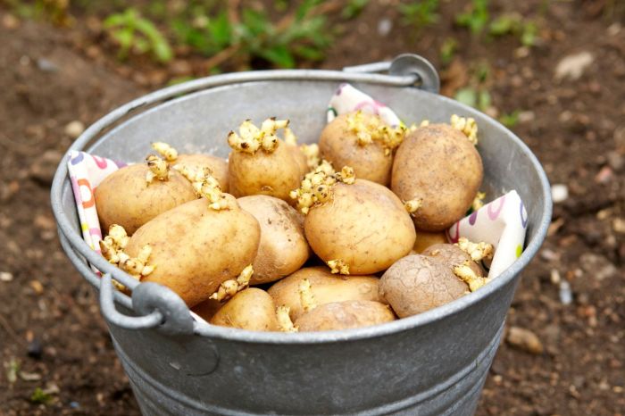 How to plant seed potatoes