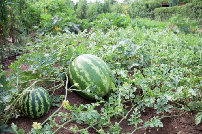 How to plant watermelon seeds