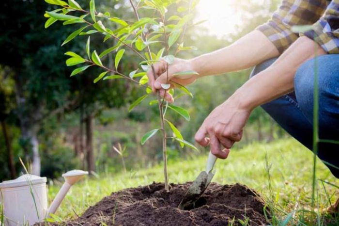 Trees you can plant in fall