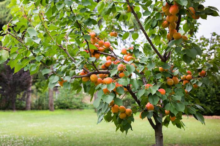 How do i plant an apricot seed