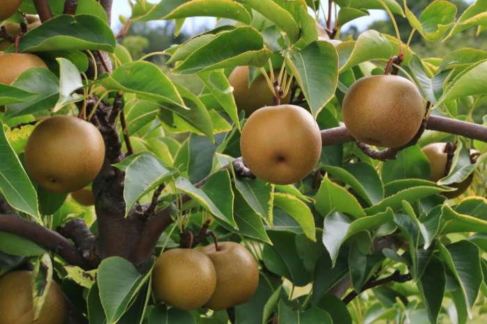 How to plant an asian pear tree