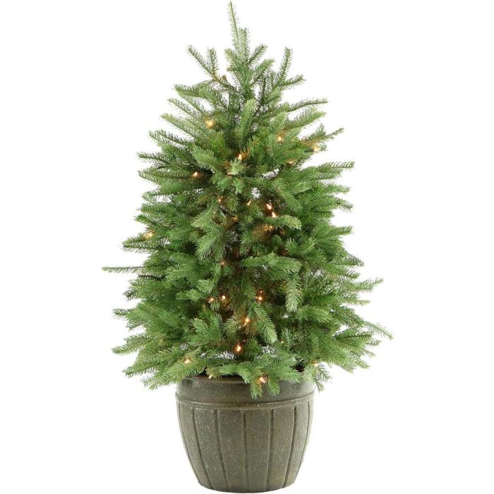 Christmas tree pot plant