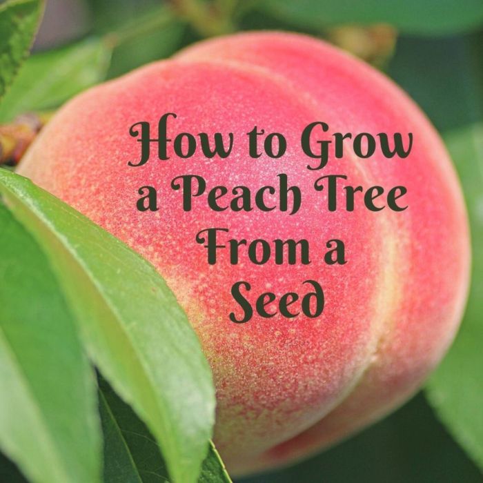 How to plant fruit trees from seeds