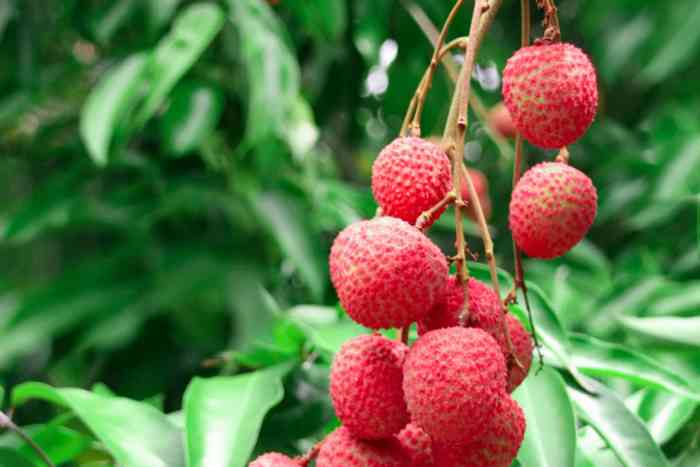 Lychee tree litchi plant dwarf fruit grow bonsai chinensis container growing seeds choose board garden kept ancient secret chinese