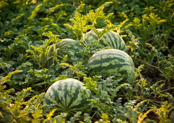 How to plant watermelon seeds