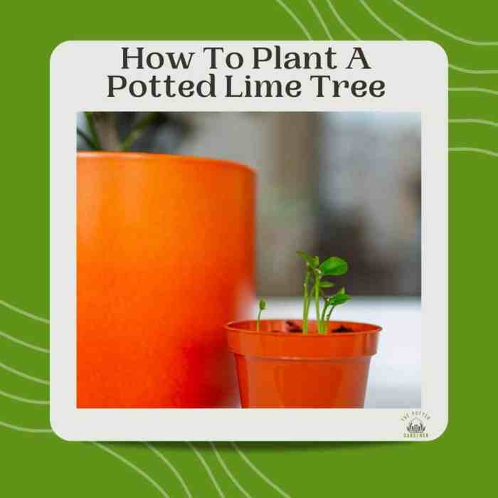 When to plant lime tree