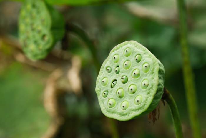 How do you plant lotus seeds