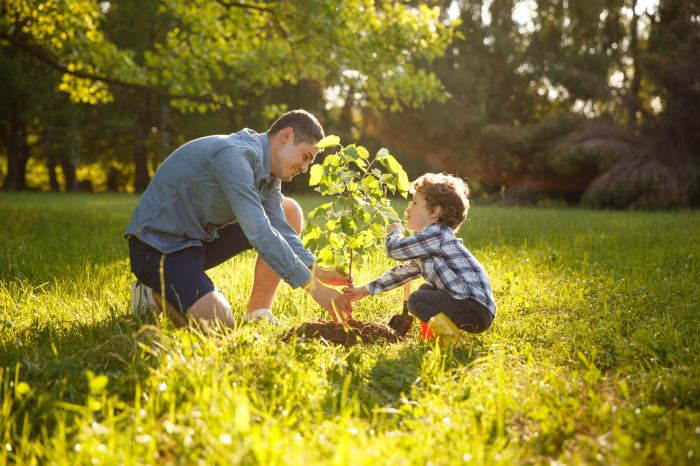 Can you plant trees in the summer