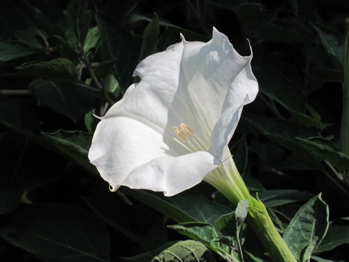 Seeds moonflower flickr