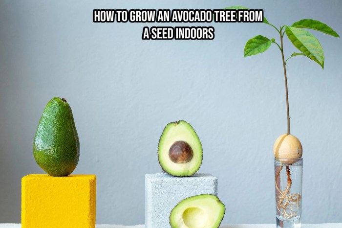 Avocado plant seed water