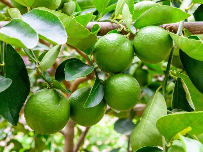 When to plant lime tree