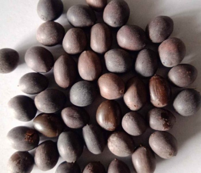 Lotus plant seeds for sale