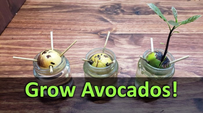 How to plant avocado seeds