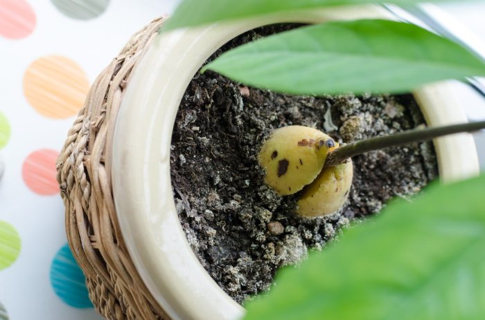 How to plant avocado seeds