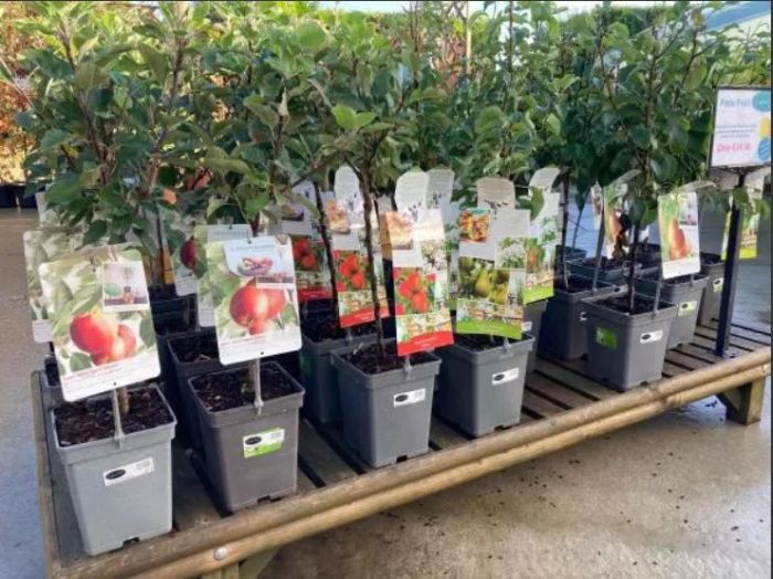 Fruit trees to plant in autumn