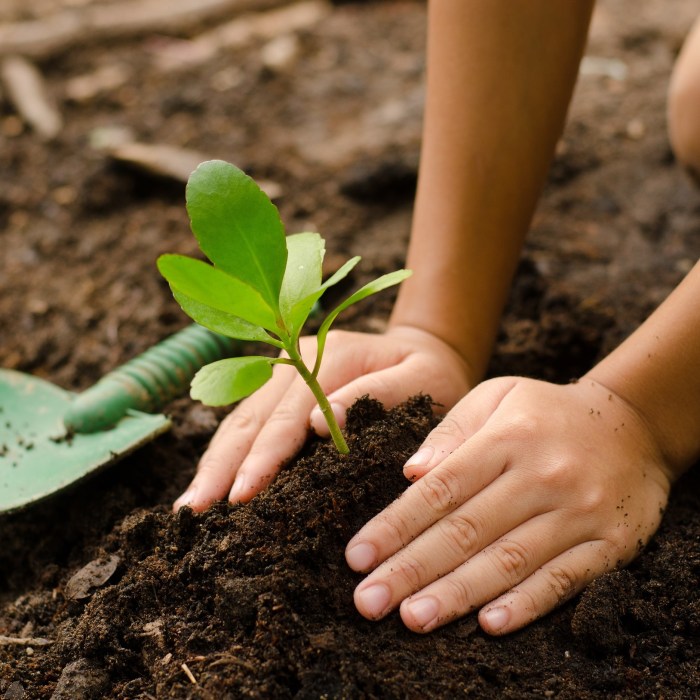 Plant a tree near me