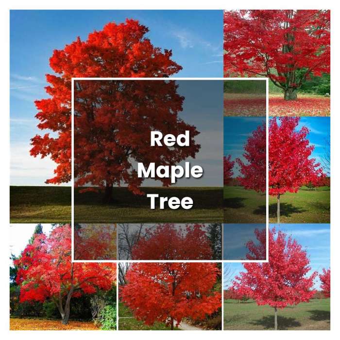 Plant red maple tree