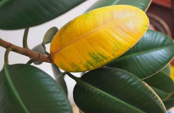 Rubber tree plant dropping leaves