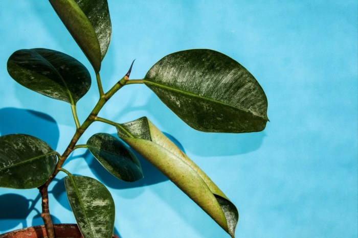 Rubber tree plant dropping leaves