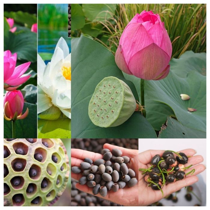 Lotus plant seeds for sale