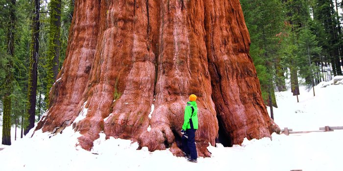 How to plant a sequoia tree