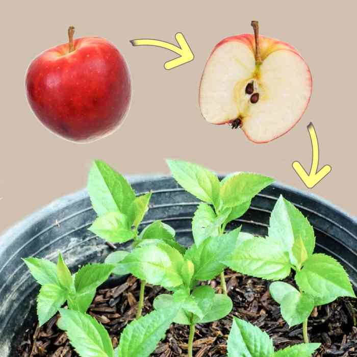 How to plant fruit trees from seeds