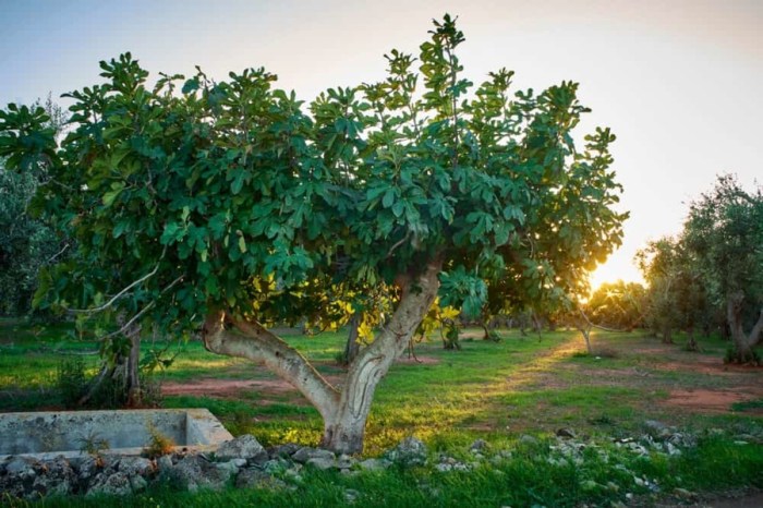 When to plant fig trees in texas