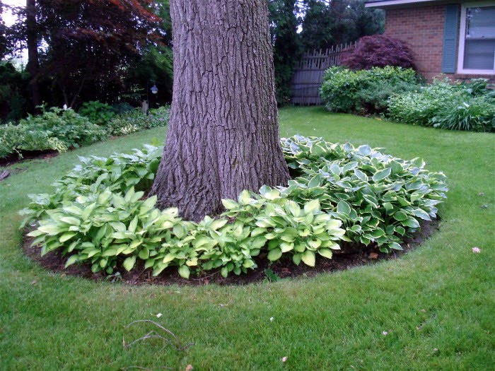 Around flower trees beds catching eye tree need