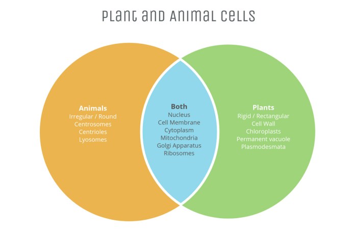 Plant and seed traits venn diagram