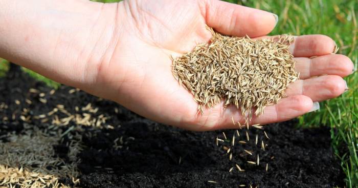 When to plant grass seed in spring