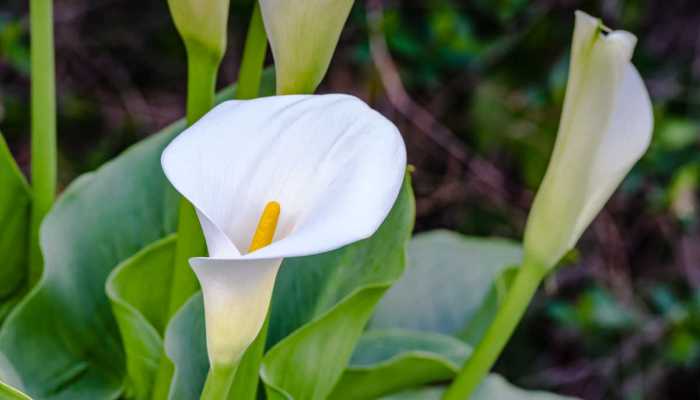 Calla lily plant seeds