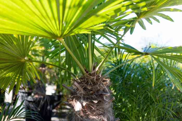 How to plant a windmill palm tree