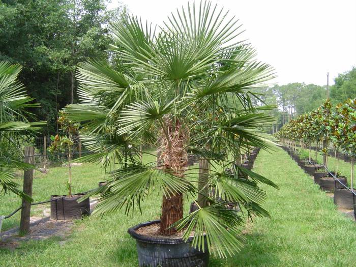 Palm windmill tree trees sale products plantingtree